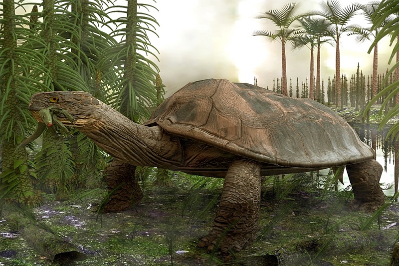 Zeeschildpadden hebben de dinosauriërs overleefd