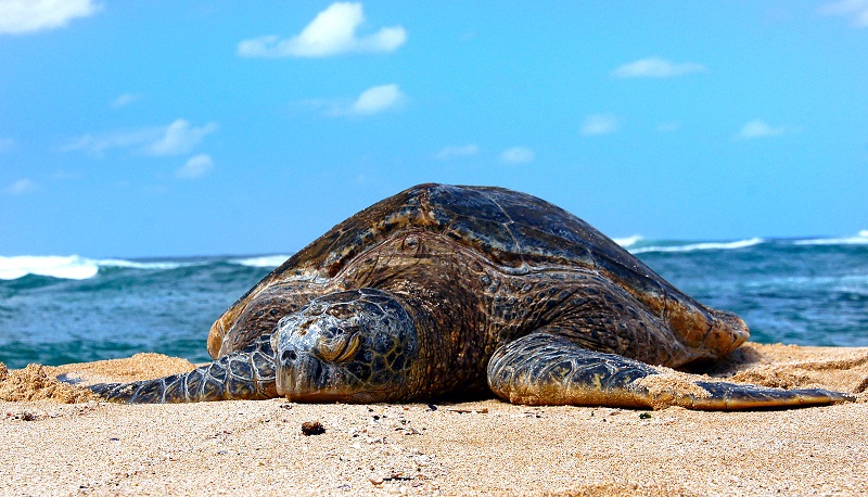 Zeeschildpadden kunnen reusachtig groot zijn