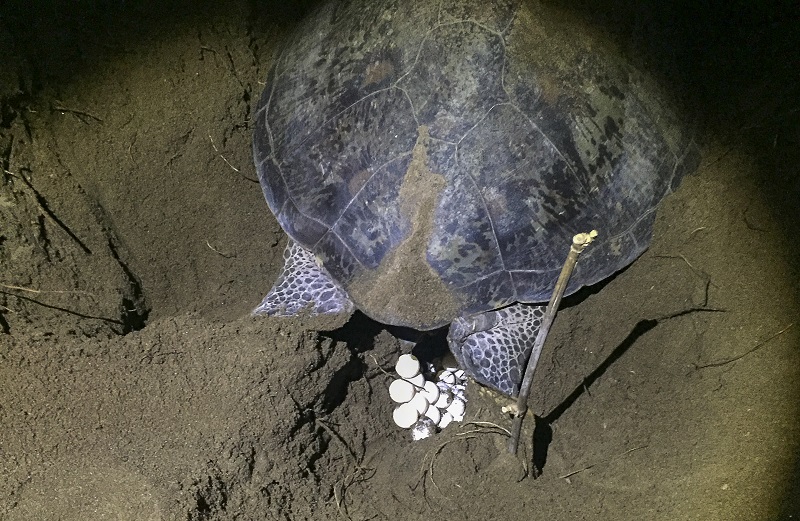 Zeeschildpadden leggen hun eieren in een nest dat ze in het zand graven met hun achterste flippers