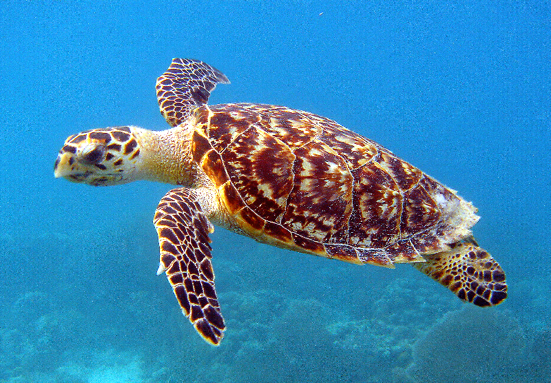 Zeeschildpadden zijn belangrijk voor de gezondheid van mariene ecosystemen