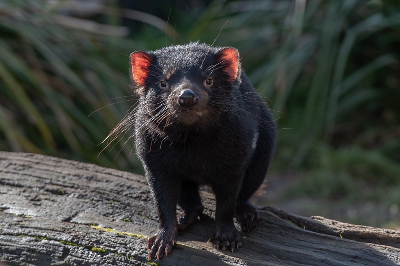 De Tasmaanse duivel is een (roofzuchtig) buideldier