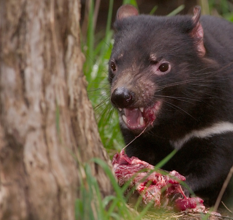 Tasmaanse duivels hebben een lugubere gewoonte
