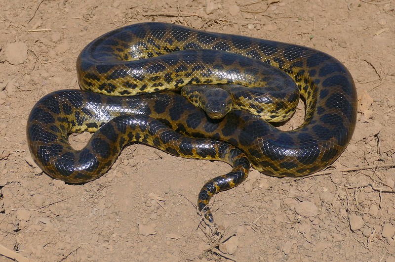 Gele anaconda