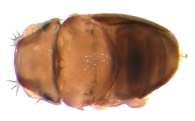 Euryplatea Nanaknihali Vlieg (Euryplatea Nanaknihali) - Kleinste vliegensoort