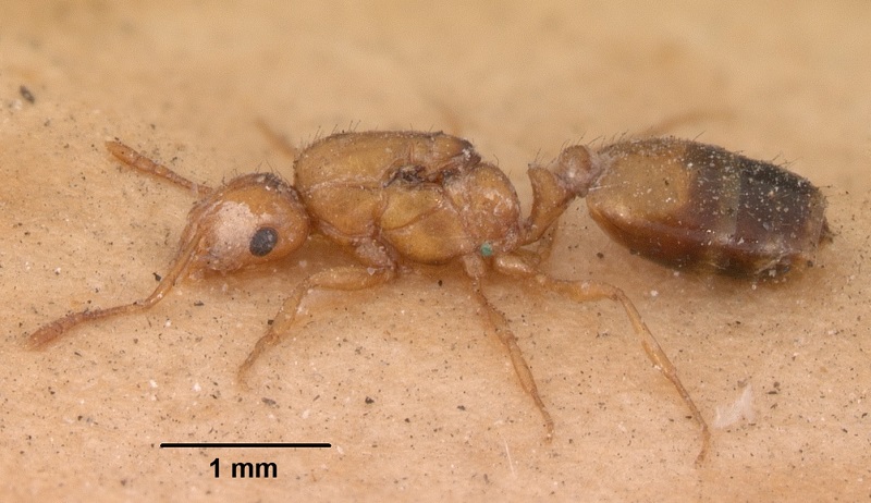 Gele Faraomier (Pharaoh Ant) - Kleinste mierensoort