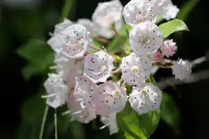 Top 10 Mooiste Maar Dodelijke Bloemen