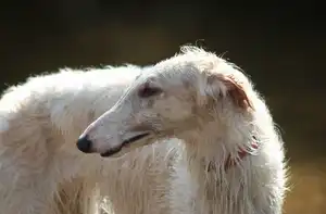 Vreemdste Hondenrassen