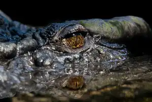 Gevaarlijke Dieren In Australië