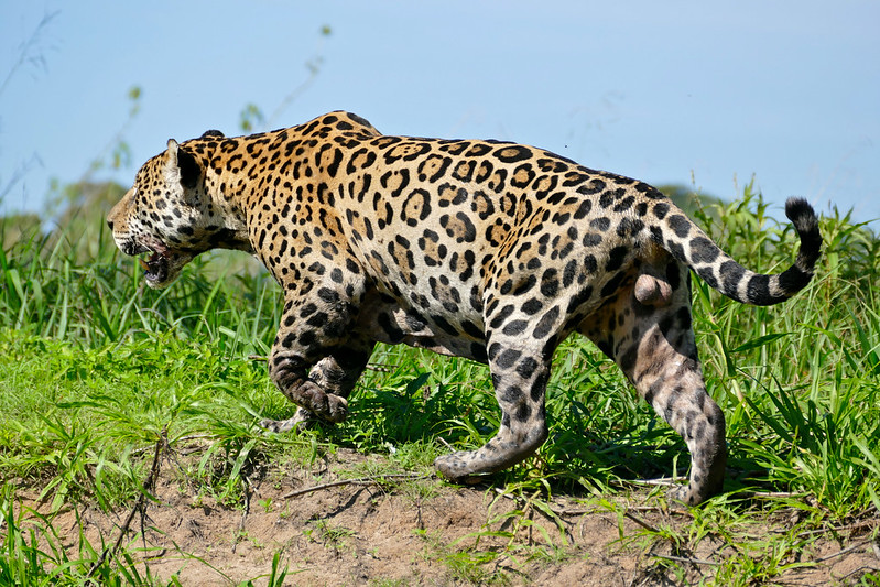 Jaguars worden geclassificeerd door hun rozetvormige vlekken