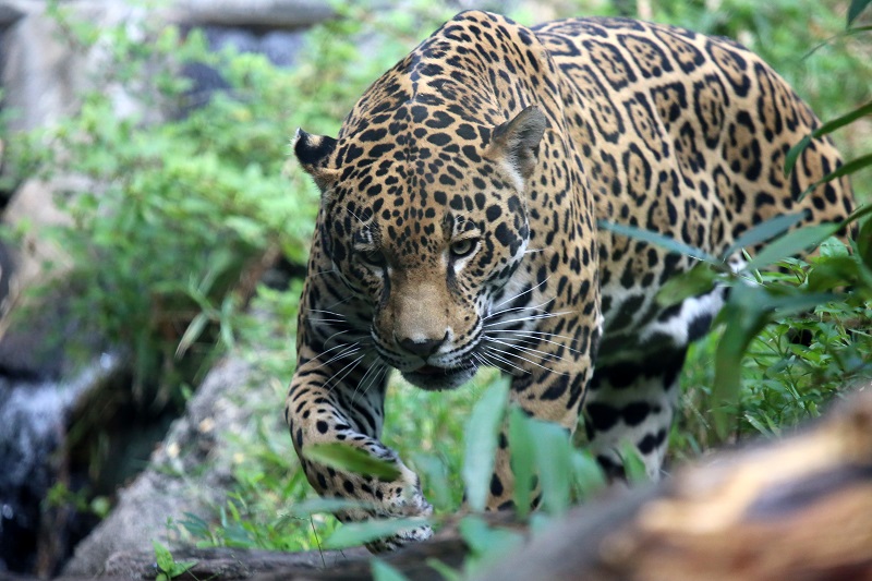 Jaguars zijn de grootste katachtigen in Amerika