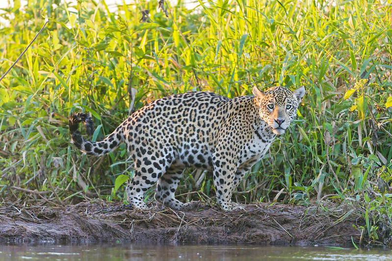 Jaguars zijn geclassificeerd als bijna bedreigd