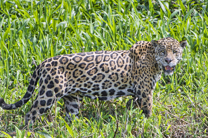  Jaguars zijn solitaire dieren