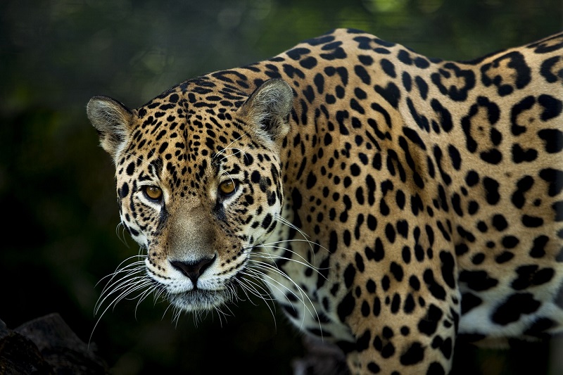 Top 10 Weetjes Over Jaguars