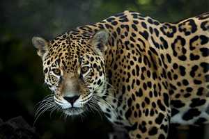 Top 10 Weetjes Over Jaguars