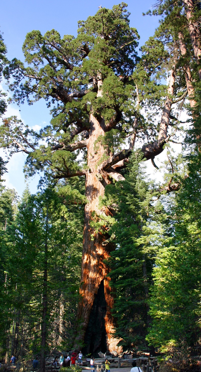 Onbenoemde Mammoetboom, Sequoia National Park - 95,70 meter