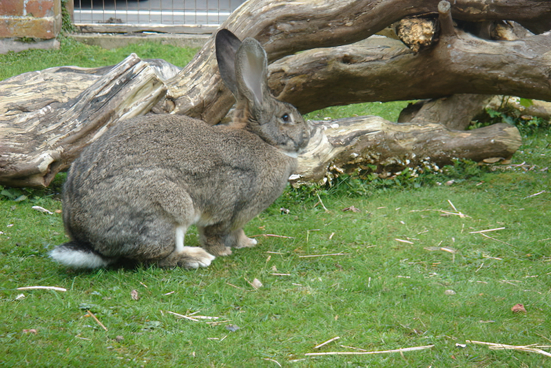 British Giant konijn