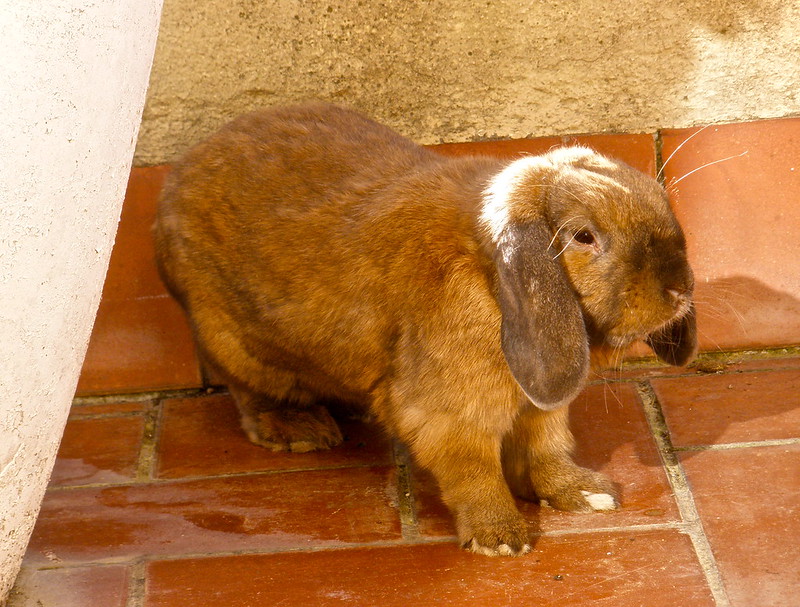 Franse Hangoor konijn