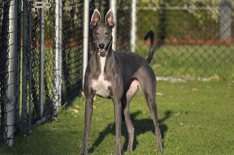 Greyhound (hond) - 74 kmu