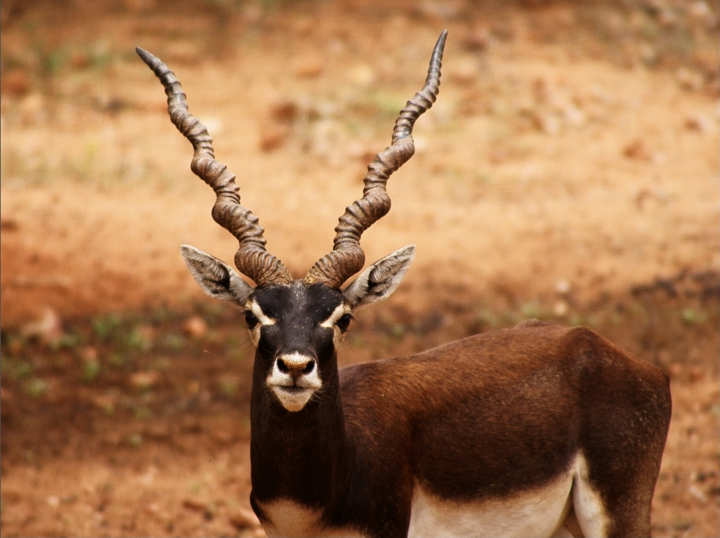Indische antilope - 80 kmu