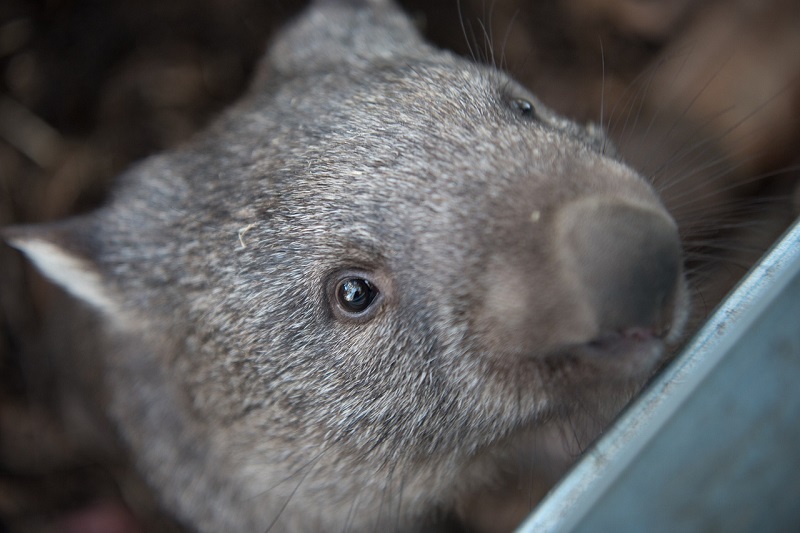 10 Schattige Wombat Weetjes - Het Enige Dier Met Kubusvormige Poep
