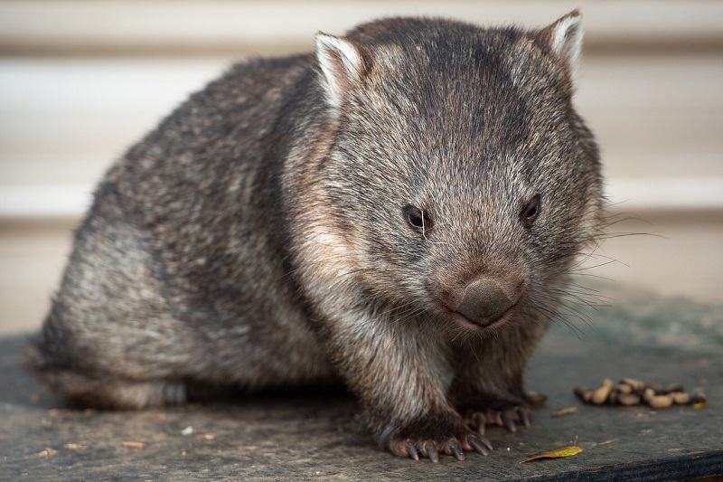 De tanden van een wombat blijven groeien