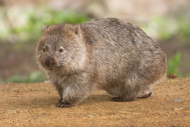 De wombat is een vegetariër