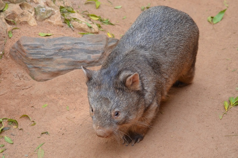 De wombat is nogal op zichzelf