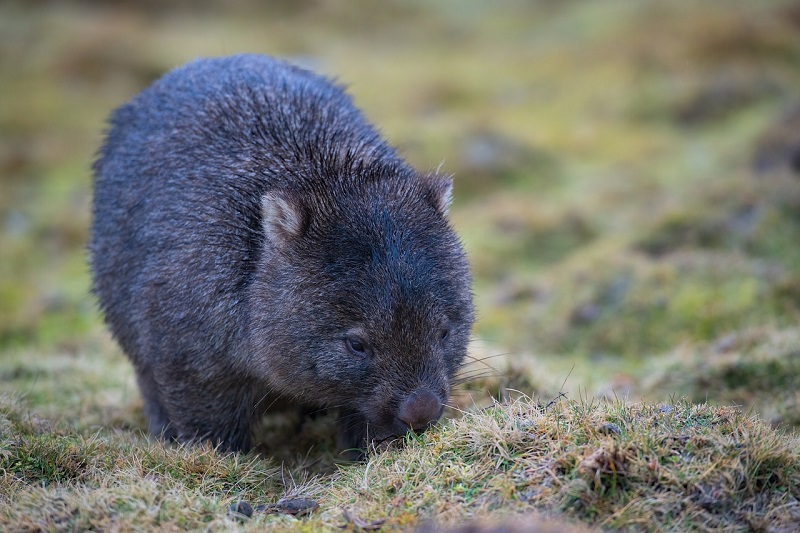 Er zijn nog drie soorten wombats in leven