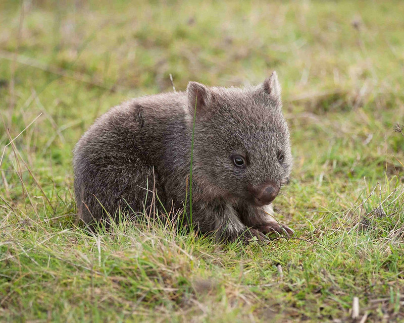 Wombats krijgen meestal maar één jong